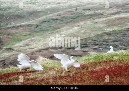 Kelp Oche, Chloephaga hybrida malvinarum, combattimento, West Point Island, nelle Isole Falkland, Sud Atlantico Foto Stock