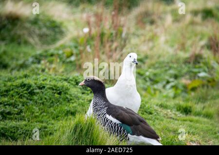 Coppia di Kelp Oche, Chloephaga hybrida malvinarum, West Point Island, nelle Isole Falkland, Sud Atlantico Foto Stock