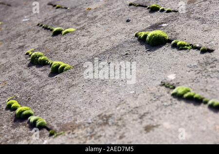 Moss sul tetto di tegole Foto Stock