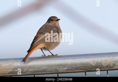 Primo inverno maschio nero Redstart a Bilston nel West Midlands. Foto Stock