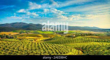 Maremma Campagna Vista panoramica, olivi, colline e prati verdi sul tramonto. Mare all'orizzonte. Casale Marittimo, Pisa Toscana Italia E Foto Stock