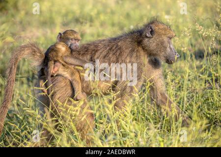 Chacma baboon (Papio ursinus) Madre con bambino a cavallo su indietro nel parco nazionale Kruger Sud Africa Foto Stock