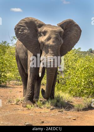 Ritratto di aggressivo dell' elefante africano (Loxodonta africana) testa nel parco nazionale Kruger Sud Africa Foto Stock