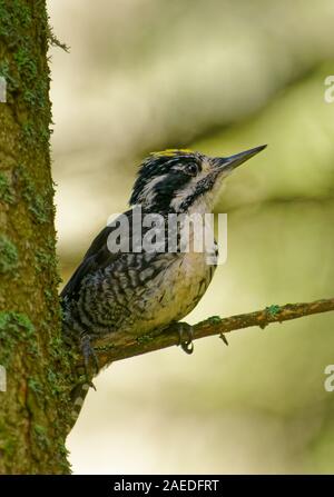Eurasian tre-toed Woodpecker - Picoides tridactylus di medie dimensioni picchio, indietro e bianco con testa gialla, che vivono nella foresta habotat, bosco. Foto Stock