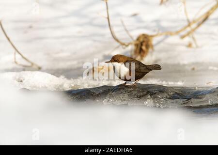 Bianco-throated Cucchiaia - Cinclus cinclus d'inverno. Seduto sul ghiaccio e tuffarsi nel fiume, uccello marrone sul bianco della neve. Foto Stock