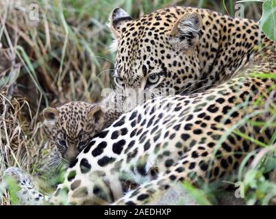 Una femmina di leopard (Panthera pardus) con la giovanissima cub, i suoi occhi ancora blu, al di fuori della loro den. Parco Nazionale del Serengeti, Tanzania. Foto Stock