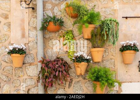 Flower post su una parete di un edificio, Valldemossa, Mallorca, Maiorca, Baleari, Spagna Foto Stock