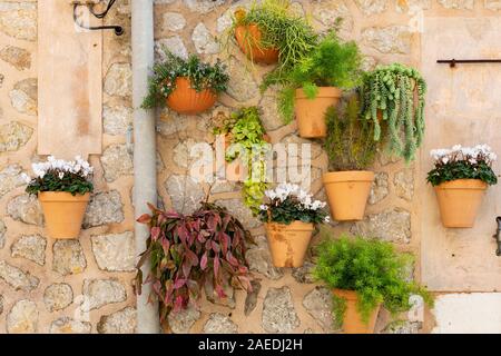 Vasi di fiori sulla parete di un edificio, Valldemossa, Maiorca, Maiorca, Baleari, Spagna Foto Stock