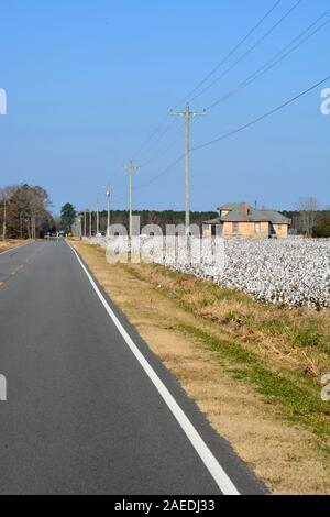 Campi di cotone di aspettare di essere raccolti lungo una strada rurale nella piccola comunità agricola di Bethel, North Carolina. Foto Stock