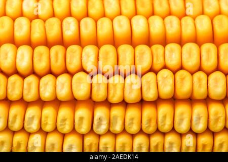 Mature kernel giallo su sulla pannocchia di mais, macrofotografia extreme close up con profondità di campo Foto Stock