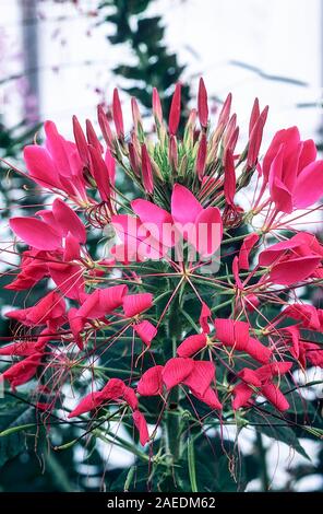 Cleome hassleriana o Cleome spinosa di giardini Spider impianto. Una pianta annuale che è migliore in pieno sole ed è la metà di hardy frost gara Foto Stock