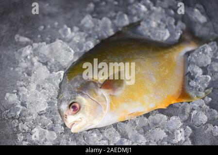 Pomfret fresco pesce su ghiaccio e sfondo nero nel mercato / nero greggio pomfret fish Foto Stock