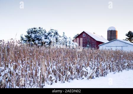 Coperta di neve gli stocchi mais accanto a un granaio del Wisconsin in Dicembre Foto Stock