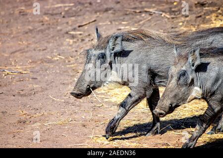 Warthog (Phacochoerus aethiopicus) che corre lungo una strada sterrata per safari nella riserva di Bandia, Senegal. Si tratta di una foto della fauna selvatica dall'Africa. Essi sono Foto Stock