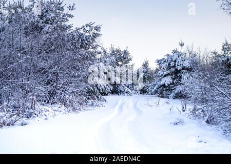 Neve profonda con tracce di pneumatici che conduce in una foresta in Wisconsin Foto Stock