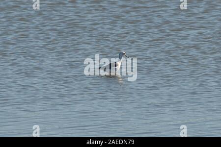 Black-winged Stilt Himantopus himantopus in Castro Marim-Vila vera riserva naturale (Algarve) Foto Stock