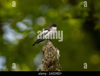 Maschio pied Flycatcher (Ficedula hypoleca), seduta sul moncone marcio, legno di Cree RSPB Riserva, Dumfries and Galloway, SW Scozia Scotland Foto Stock