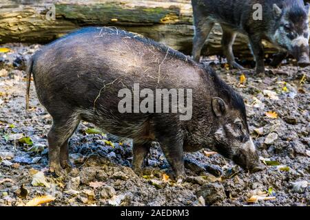 Visayan presenta verrucosa suino nel closeup, tropicale Wild boar, specie gravemente minacciate specie animale dalle Filippine Foto Stock