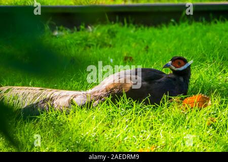 Ritratto di un marrone eared pheasant, uccello tropicale dalla Cina in Asia, vulnerabile specie animale Foto Stock