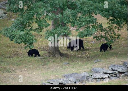 Mama e due baby orsi neri nel New Jersey Foto Stock