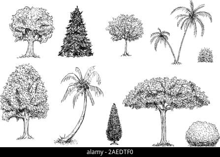 Vettore disegnati a mano in bianco e nero illustrazione di una serie di alberi, palme e cespugli. Immagini di piante e la natura. Illustrazione Vettoriale