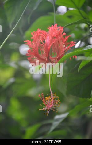 Ornato sporgenti (depressione) stame e selvaggina di penna, intricato petali in un fiore nella giungla. Il polline giallo sul cluster inferiore e bird-simili verso l'alto peta Foto Stock