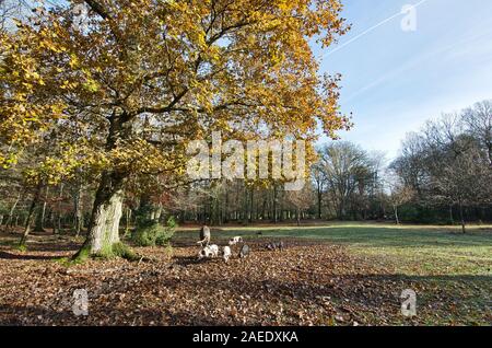 I suini di roaming e mangiare ghiande nella nuova foresta sotto una quercia in Bolderwood Foto Stock