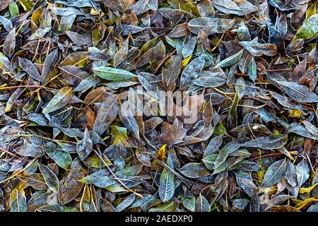 Frosty leaves on the ground as autumn changes to winter in London, UK Foto Stock