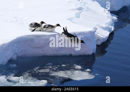 Pechino, Cina. 6 dicembre, 2019. Pinguini imperatore tuffarsi nel mare in Antartide's Prydz Bay, 6 dicembre 2019. I membri del team della Cina al trentaseiesimo spedizione in Antartide condotto osservazioni multidisciplinari e ricerche in Antartide's Prydz Bay da Dic. 3, al 7 dicembre. Credito: Liu di spedizione/Xinhua/Alamy Live News Foto Stock