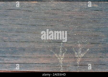 Seagull bird impronte sulla copertura in legno con un bellissimo vecchio legno texture, vecchio di legno step close up. Buona base per ornitologia layout e adverti Foto Stock