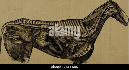 'De Witt completo di American maniscalco e medico di cavallo ... con copiose note dal miglior inglese e le autorità americane .." (1870) Foto Stock