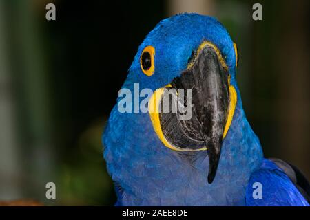 Ara Giacinto (Anodorhynchus hyacinthinus), o hyacinthine macaw con vivaci e deep blue piume. Foto Stock