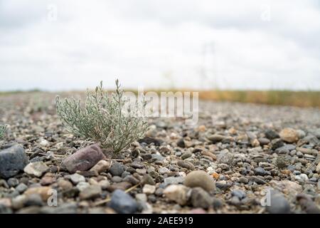 Selvatica piccola pianta di erbacce che crescono su strada di ghiaia Foto Stock
