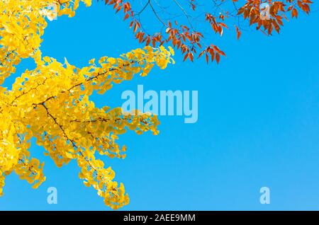 Colorati di foglie di ginkgo con un luminoso cielo blu chiaro dello sfondo. Foto Stock