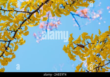 Colorati di foglie di ginkgo con cielo blu chiaro dello sfondo. Foto Stock