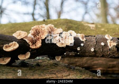 Split gill fungo (Schizophyllum comune) su un albero morto tronco nella foresta Foto Stock