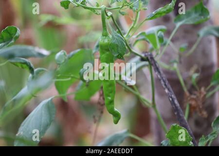 Peperoncini verdi in crescita in un orto.close up di verde peperoncino bush a letto, occhio di peperoncino, giardino nel cortile, casa coltivati vegetali, organo Foto Stock