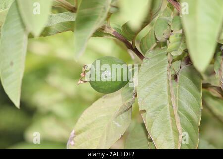 Mature di Frutta Tropicale di Guava su albero di Guava.Guava - foglie fresche foglie di guava, giovani foglie di guava, close-up i dettagli delle foglie di guava Foto Stock