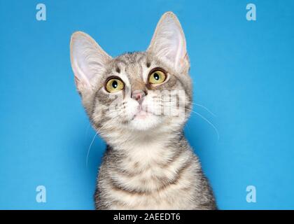 Ritratto di un adorabile grigio tabby kitten cercando curiosamente con occhi spalancati. Sfondo blu con spazio di copia Foto Stock