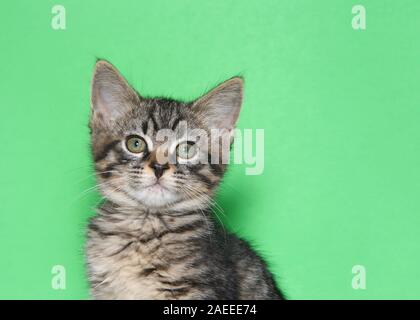 Ritratto di un adorabile nero e grigio a strisce tabby kitten guardando direttamente al visualizzatore. Sfondo verde con copia spazio. Foto Stock