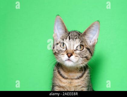 Ritratto di un adorabile nero e marrone striato tabby kitten guardando direttamente al visualizzatore. Sfondo verde con copia spazio. Foto Stock