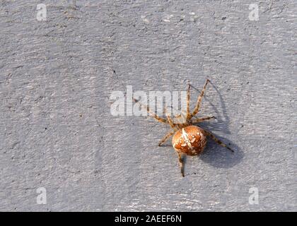 Orb weaver spider salendo su un muro di cemento. Essi sono i più comuni di un gruppo di costruttori di ruote a spirale nastri sagomati che spesso si trova nei giardini, campi da a Foto Stock