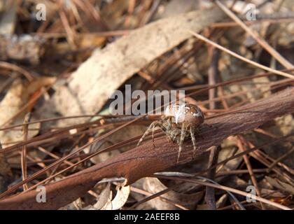 Orb weaver spider seduto in mucchio di foglie, miscelando in. Nascondere. Essi sono i più comuni di un gruppo di costruttori di ruote a spirale nastri sagomati spesso si trovano i Foto Stock