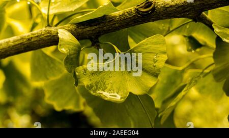 Di foglie verdi di Ginkgo biloba closeup. Naturale fresco foglie di ginkgo tree con gocce di pioggia, medicinale cinese del tè di piante Foto Stock