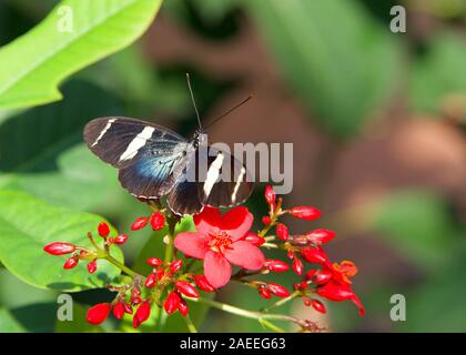 Sara longwing è un colorate specie neotropical heliconiid butterfly trovato dal Messico al bacino amazzonico e sud del Brasile. Il nettare da bere Foto Stock