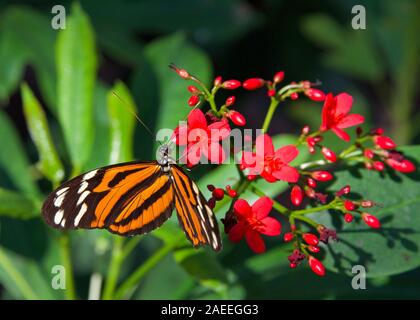 Heliconius hecale, la tigre longwing, Hecale longwing, golden longwing o golden heliconian butterfly, vista laterale di bere il nettare da piccolo rosso flowe Foto Stock