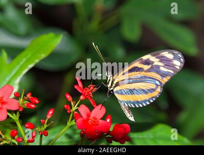 Heliconius hecale, la tigre longwing, Hecale longwing, golden longwing o golden heliconian butterfly, vista laterale di bere il nettare da piccolo rosso flowe Foto Stock