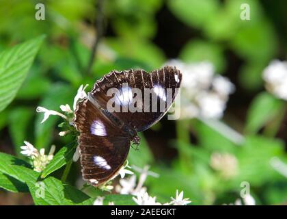 Blu nero bianco butterfly, Maschio Hypolimnas bolina, grande o eggfly comune, su bianco fiori a margherita di bere il nettare. Foto Stock