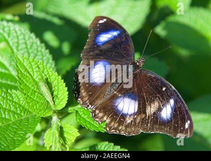 Blu nero bianco butterfly, Maschio Hypolimnas bolina, grande o eggfly comune, sulla vibrante foglie verdi con piccolo bug la miscelazione in foglia dietro di lui. Foto Stock