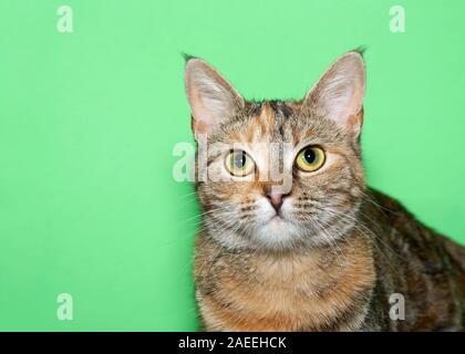 Close up ritratto di un adorabile gatta calico di guardare direttamente viewer con curiosi espressione. Sfondo verde con copia spazio. Foto Stock